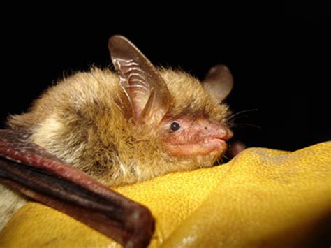 Senate votes to limit critical habitat designation for imperiled species and drop bat’s protections