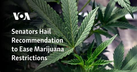 Senators hail Health Dept. recommendation to ease restrictions on marijuana