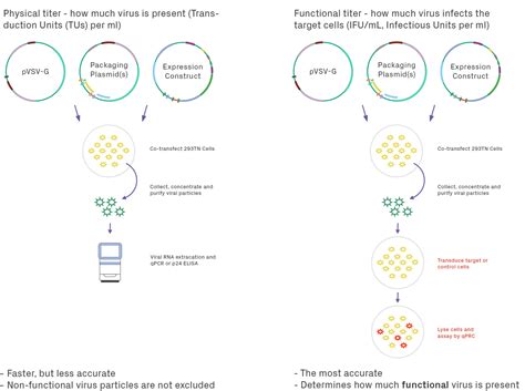 Senior Scientist, Lentivirus Upstream Early Pipeline Development