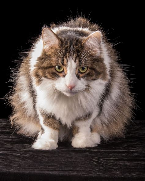 Senior cat’s growth shrinks before surgery