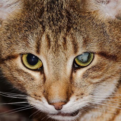 Senior cat has cataracts – now what?