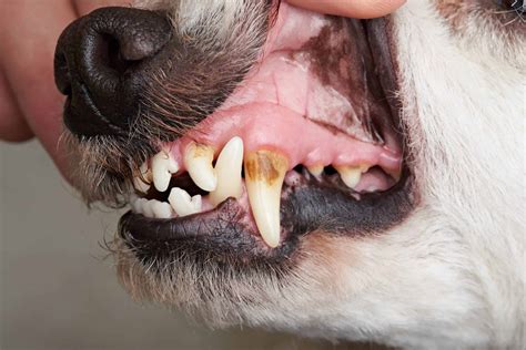 Senior dog’s in good health, except for teeth