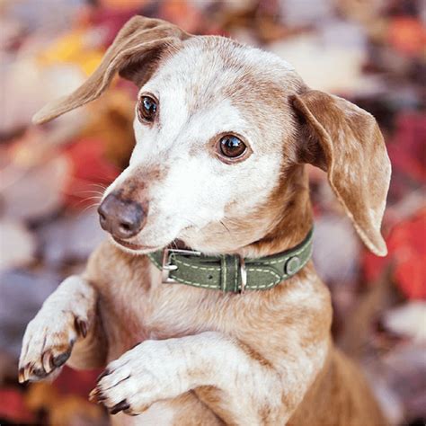Senior dog adoption. We have renewed and adopted over 800 senior dogs, giving each a gift of love and great life with wonderful adoptive families. Open your heart and home to share life, fun, love, … 