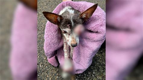 Senior dog covered in tumors found possibly dumped at Colorado campsite
