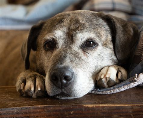 Senior dogs. Incontinence in senior dogs is a fairly common problem that starts when a dog enters middle age and normally stays with the pooch for the rest of their life. There is also fecal incontinence in ... 