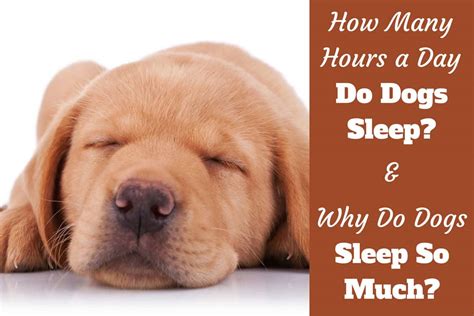 Senior dogs can sleep more — hours is normal