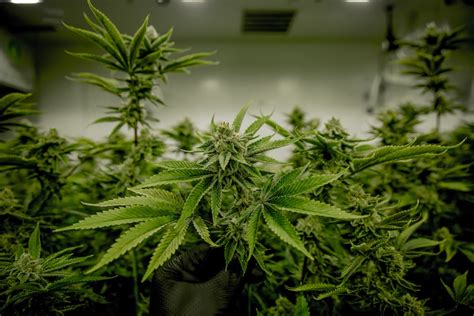 Sinsemilla Gardiner is a cannabis dispensary located in the Gardiner, Maine area. See their menu, reviews, deals, and photos.. 