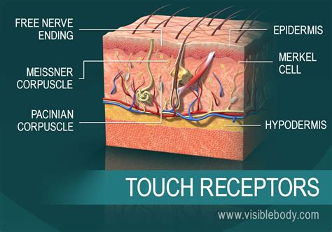 Sensing Touch: The Skin