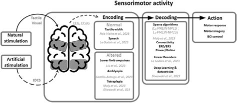 Sensorimotor Decoding: Characterization and Modeling for …