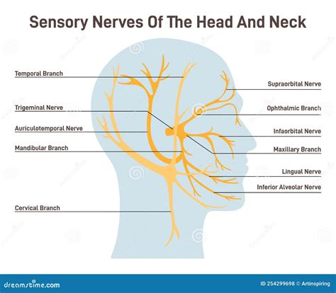 Sensorische zenuwen definitie