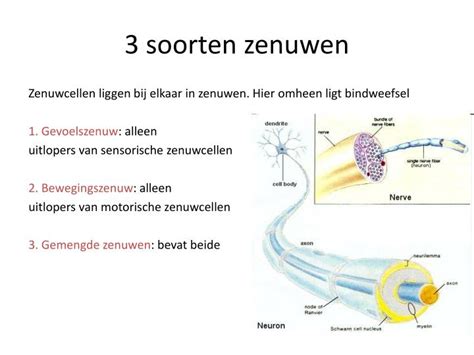 Sensorische zenuwen uitleg