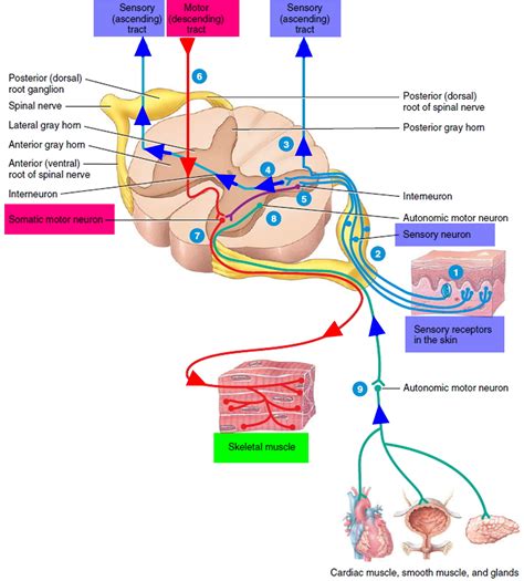Sensory Nervous System Organs and Functions