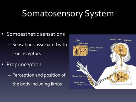 Sensory Systems/Somatosensory System - Wikibooks