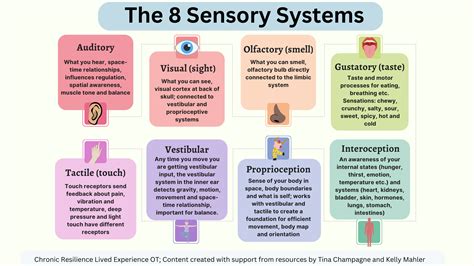 Sensory Systems One Vision And Visual Systems