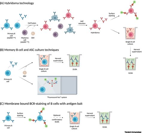 Sequencing and cloning of antigen-specific …