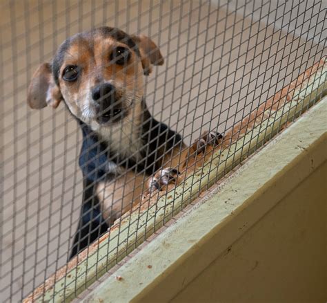 Sequim animal shelter. Things To Know About Sequim animal shelter. 