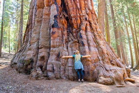 Sequoia national park reviews. Things To Know About Sequoia national park reviews. 