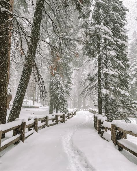 Sequoia national park winter. Mar 3, 2023 ... If you plan on making your way into the park this weekend, officials want to remind everyone to be extremely careful and prepared for the winter ... 