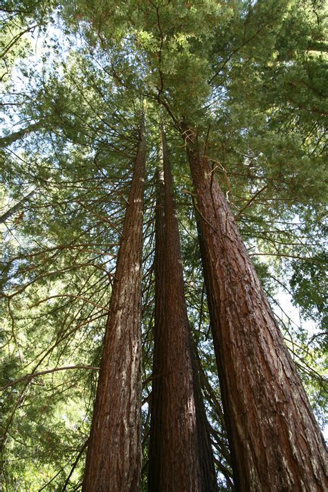 Sequoia sempervirens - Wikimedia Commons