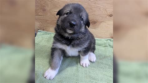 Sequoia_Pup Onlyfans Leaked PORN 212 Videos