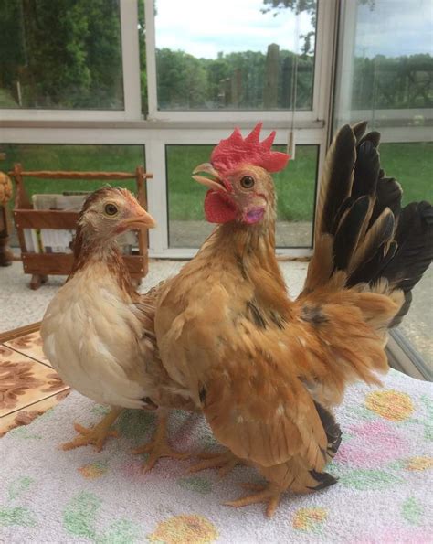 Serama chickens for sale near me. Things To Know About Serama chickens for sale near me. 