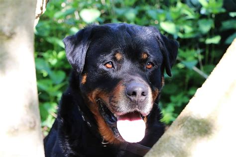 The Roman Rottweiler and Serbian Rottweil