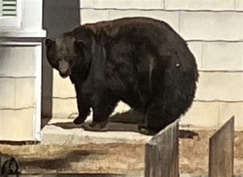 Serial burglar bear relocating to Colorado