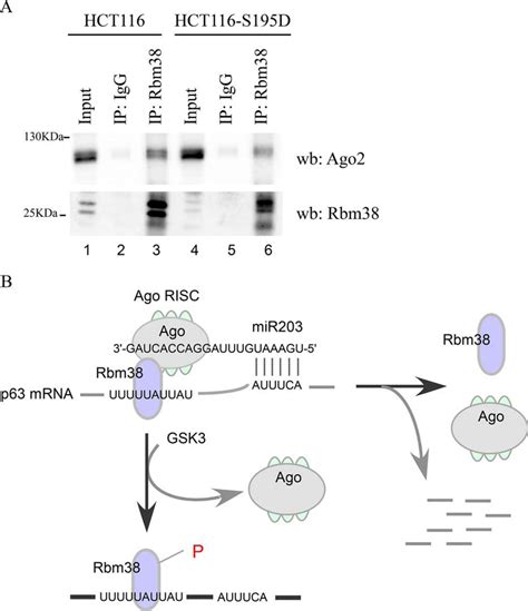 Serine 195 phosphorylation in the RNA-binding protein Rbm38 ... - PubMed