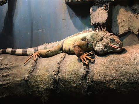 Cape Fear Serpentarium, Wilmington: See 416 reviews, articles, and 250 photos of Cape Fear Serpentarium, one of 477 Wilmington attractions listed on Tripadvisor.