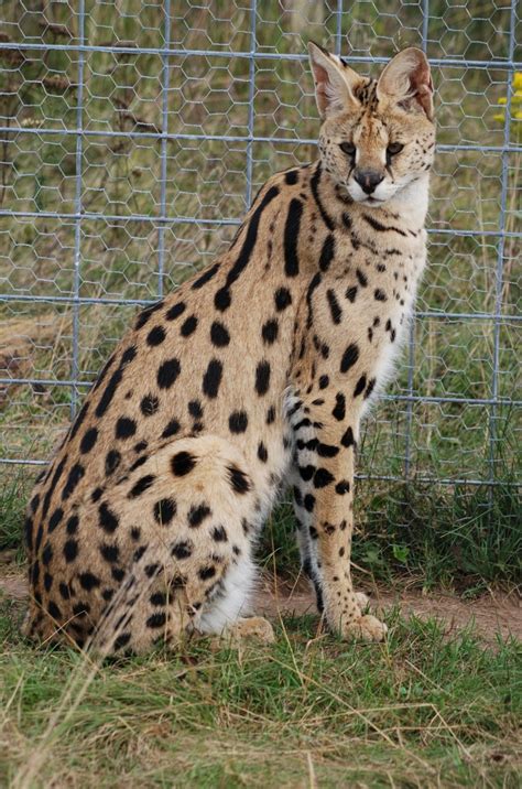 Serval as a pet. Lynx cats have a lifespan of 7 to 9 years in the wild. When held in captivity, they can live to be over 10 years old. If you are looking for a long-term pet, then a lynx could be the right exotic pet for you, having just slightly less of an average lifespan than your usual house cat. 5. Lynx Cats Are Medium-Sized. 