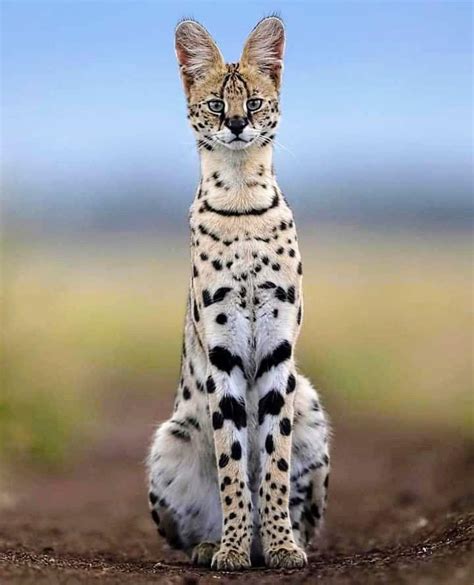 Serval cats aren’t legal everywhere in the U.S. In some states, they are completely illegal to own. In others, you will need to obtain a license. In others, such as South Carolina, North Carolina, West Virginia, Alabama, Nevada, Wisconsin, and Idaho, you can own a serval cat legally without a license.”.. 