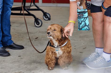 Service Dog Public Access: Standard & Test (“Certification”)