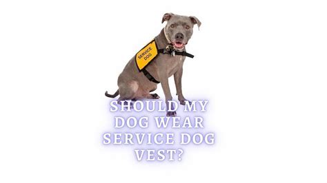 Service Dog Vest: Should My Dog Wear It? - thepets.net