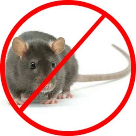 Service Provider of Rats Pest Control Services & Termite Pest Control ...