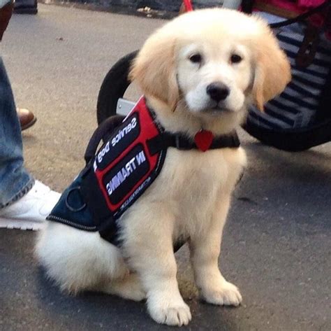 Service dog adoption. offers specially trained canine assistants who help people who are deaf or have hearing loss. Service Dogs for Hearing can alert their partners to sounds around ... 
