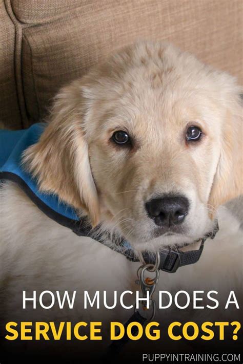 Jun 28, 2023 · Service Dog Costs and Payment Options. A service dog can be expensive, ranging from $15,000-$50,000 upfront. This high cost is mainly due to the extensive training and care service dogs require. The training time for a service dog can range from 4 months to 2 years, depending on the specific tasks they are trained for. . 