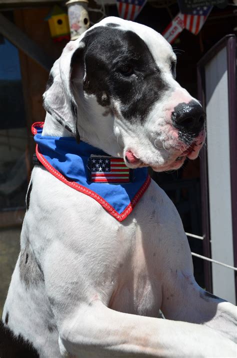 Service dog project. Service Dog Project Inc. breeds, raises and trains Great Danes as balance dogs for individuals with mobility impairment. Our top priority are to Veterans and First Responders 