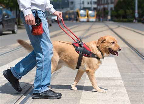 Service dog trainer. Are you a proud dog owner looking for ways to save money while still providing the best care for your furry friend? Look no further. In this article, we will explore various ways t... 