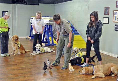 Service dog trainers. The top dog in virtual training, US Service Animals Online Training gives you everything you need to teach your canine to become a service dog from home. The six-module program consists of 12 easy-to-follow videos that outline cutting-edge animal behavior theories and how they apply to your four-legged friend. 