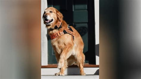 Service dog whose story raised awareness of PTSD has died