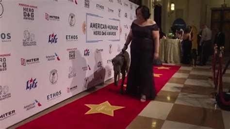 Service dogs walk red carpet at 2023 American Humane Hero Dog Awards Gala