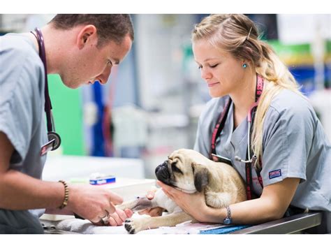 Services - Animal Emergency Clinic