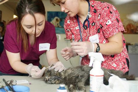 Find a referral for low-cost spay/neuter services in your state. Low-cost spay/neuter is the best way to stem the tide of pet homelessness in our nation. ... However, given the nature of the work, individual clinic …. 