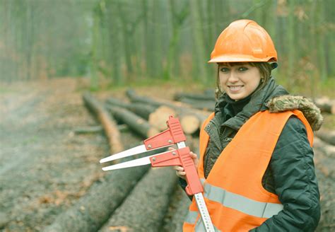 Services related to forestry - Export opportunities