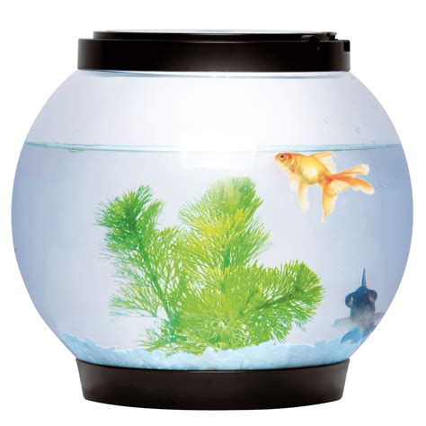 Set 5 Transparent Goldfish Bowl Transparent Betta Tank Terrarium …