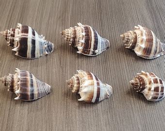 Set of 6 SW Florida Beach Found Fighting Conch Seashells