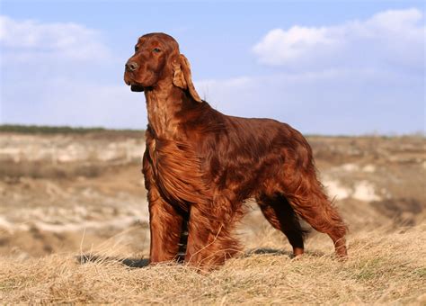 Setter Dog Breeds The Smart Dog Guide