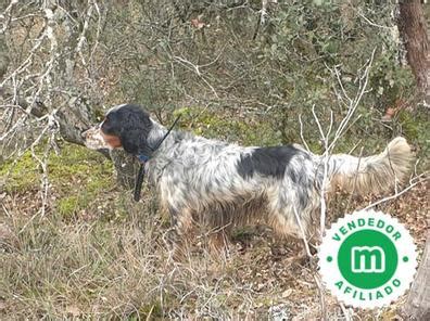 Setter becadas venta.  Ce&ntilde;irse en la medida de lo posible a la tem&aacute;tica de...
