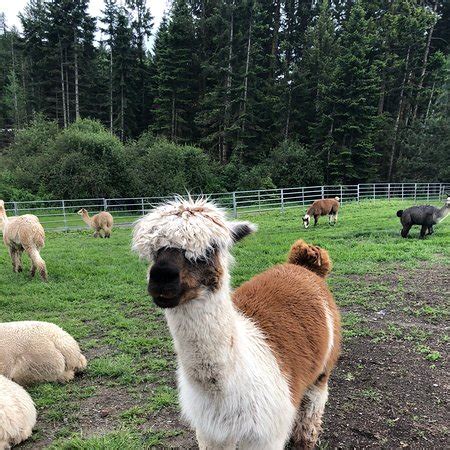 Seven Stars Alpaca Ranch - tripadvisor.co.uk