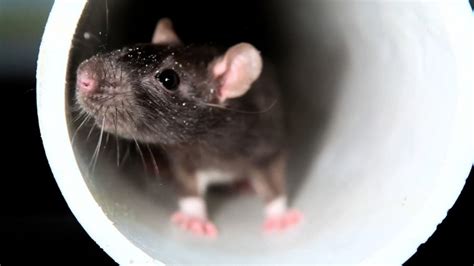 Several California cities among the 'rattiest' in the U.S., according to Orkin